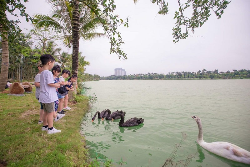 Công Viên Hồ Thiên Nga Ecopark Ăn Gì, Chơi 3 cho thien nga an