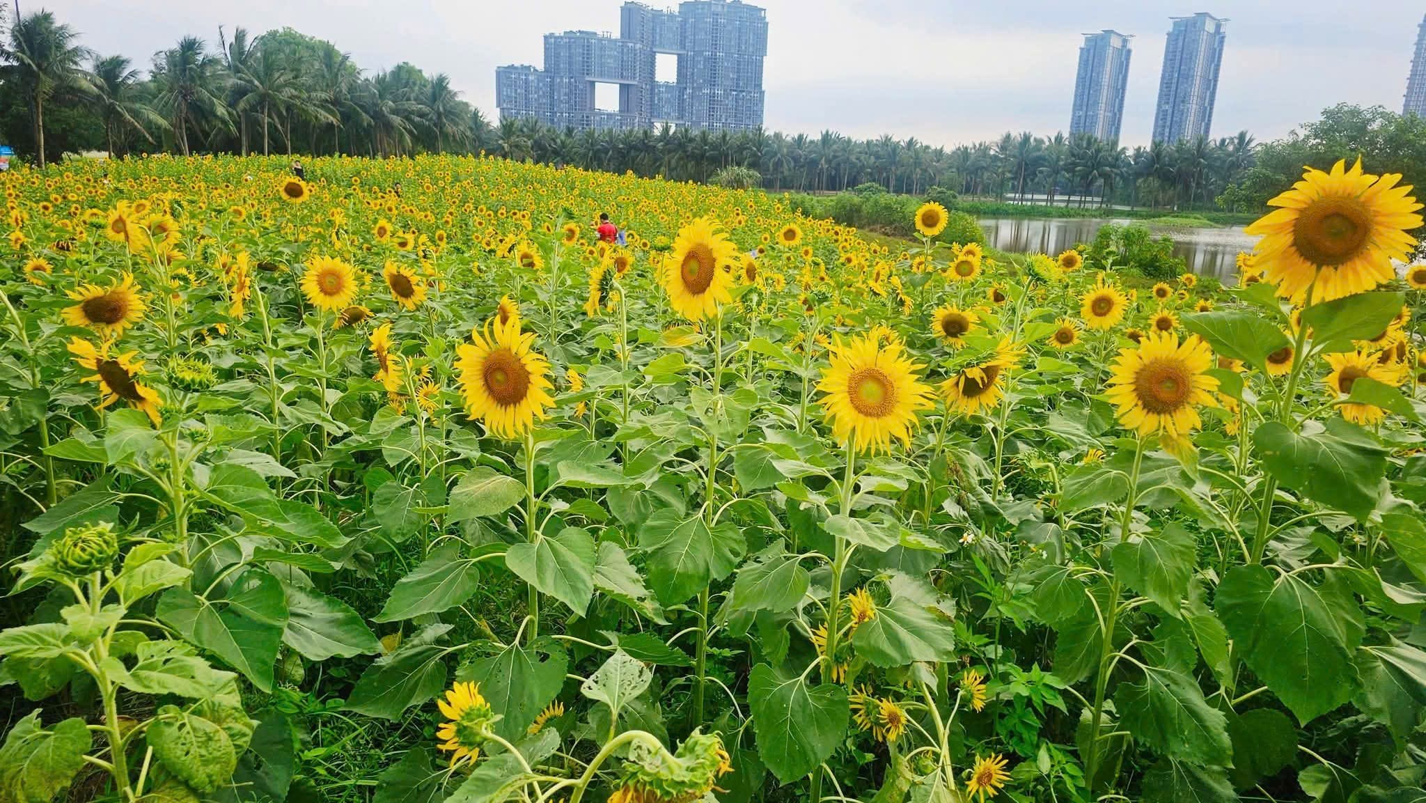 BIỆT THỰ LIỀN KỀ VẠN TUẾ ECOPARK - SAGO PALM GARDEN 6 doi hoa huong duong ecopark o dau