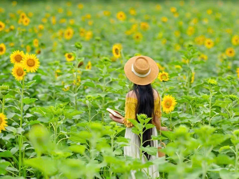 doi hoa huong duong ecopark